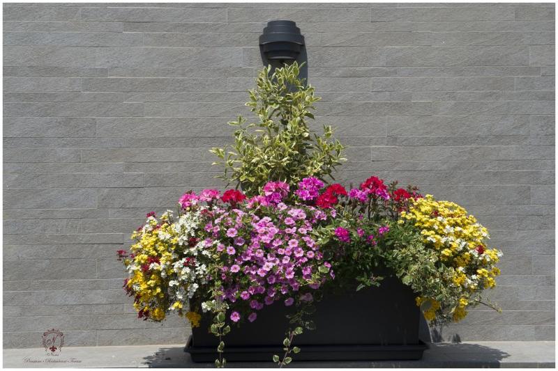 ホテル Pensiunea Nora Prestige