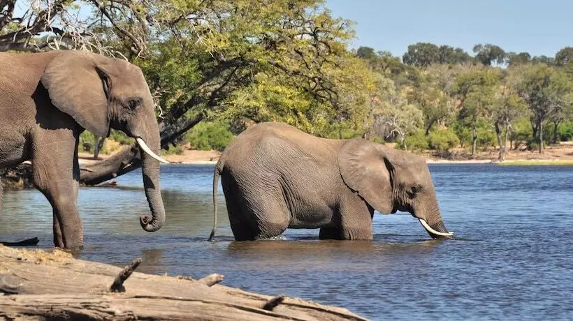 هتل Thebe River Safaris