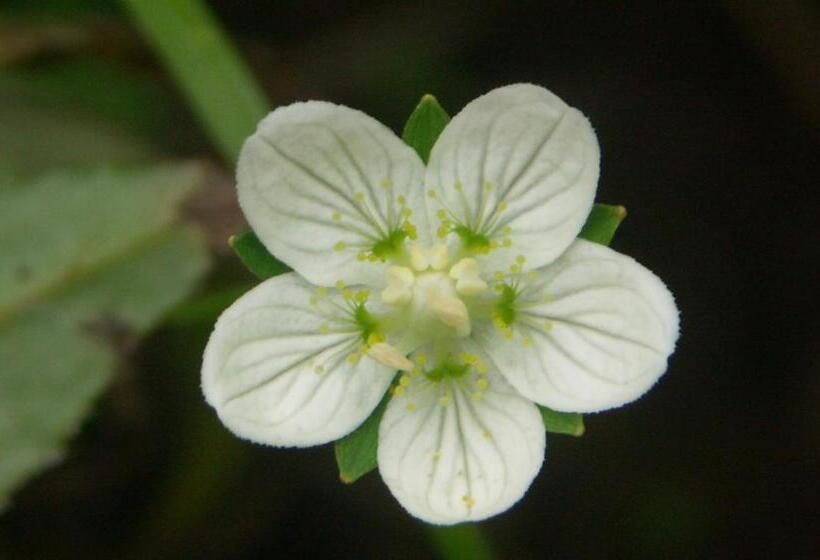 Рёкан 伊藤屋