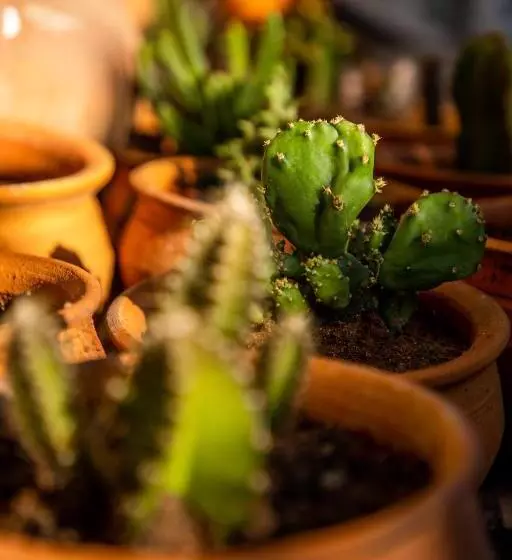 ユースホステル Guesthouse Malagueta Inn I & Ii