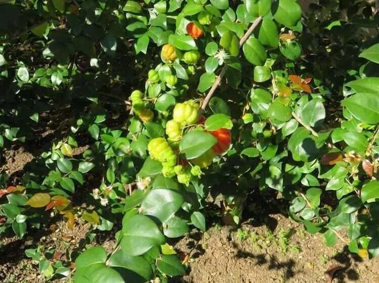 Aamiaismajoitus (B&B) Coral House