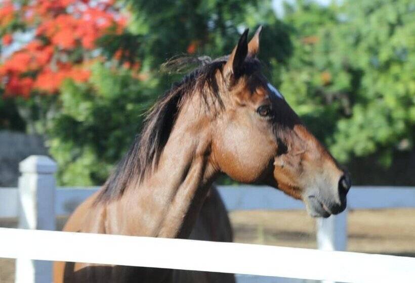 هتل Casa Hemingway