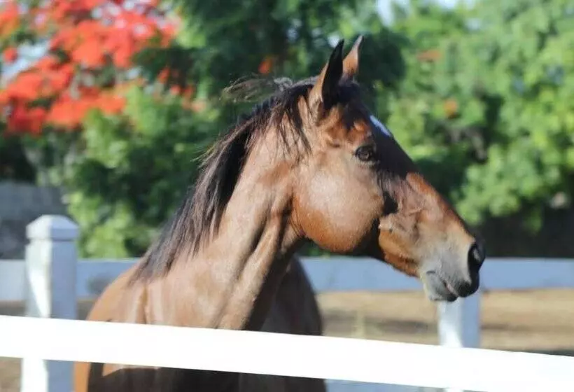 هتل Casa Hemingway