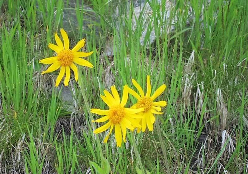 فندق Alpengasthof Grimmingblick