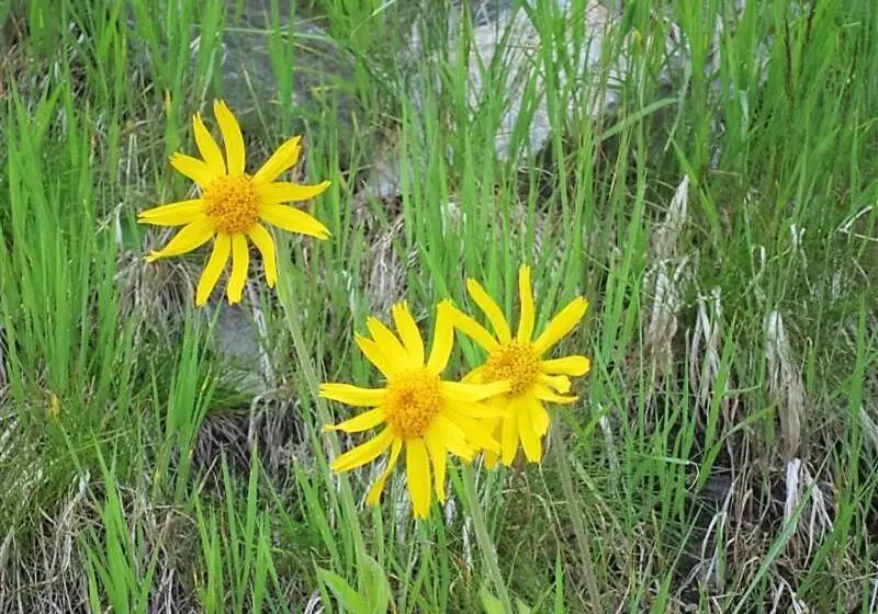 Hotelli Alpengasthof Grimmingblick