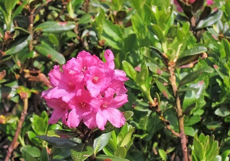 فندق Alpengasthof Grimmingblick