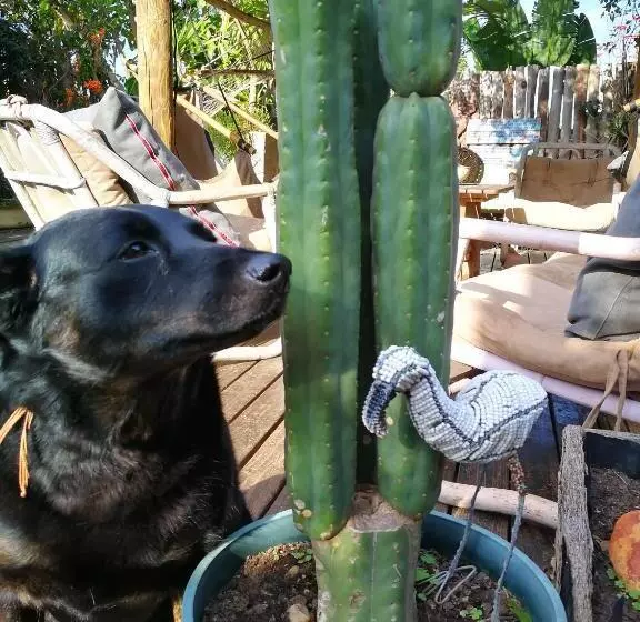 Hostel African Ubuntu Backpackers