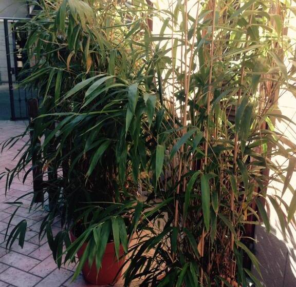 تختخواب و صبحانه Moodsiro Comi