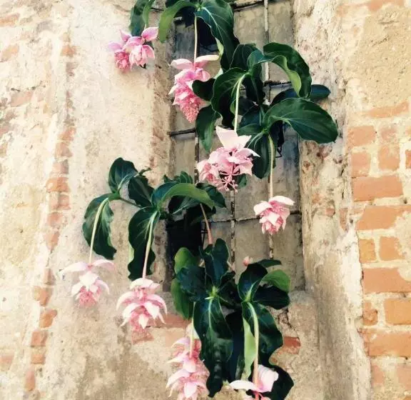 تختخواب و صبحانه Moodsiro Comi