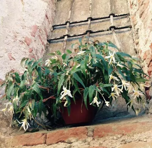 تختخواب و صبحانه Moodsiro Comi