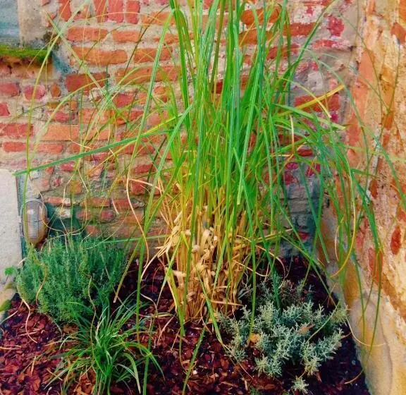 تختخواب و صبحانه Moodsiro Comi