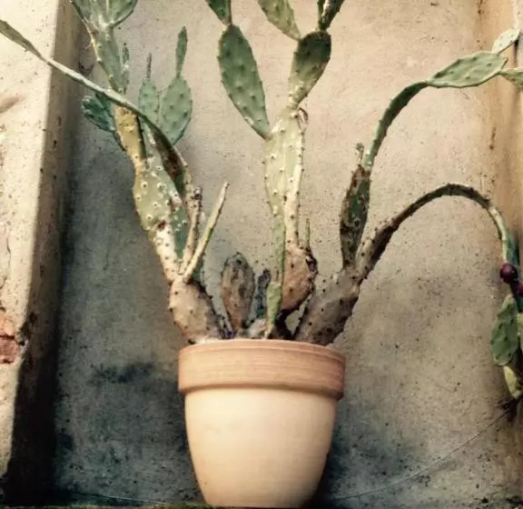 تختخواب و صبحانه Moodsiro Comi