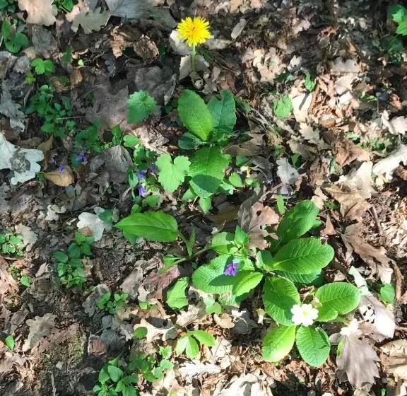 B&b Il Sentiero Dei Goti