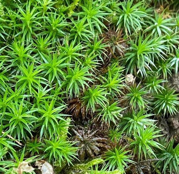 Bed and Breakfast Il Giuggiolo