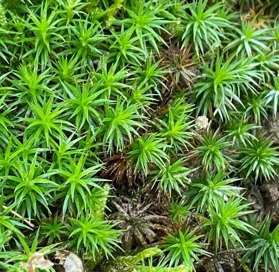 Bed and Breakfast Il Giuggiolo