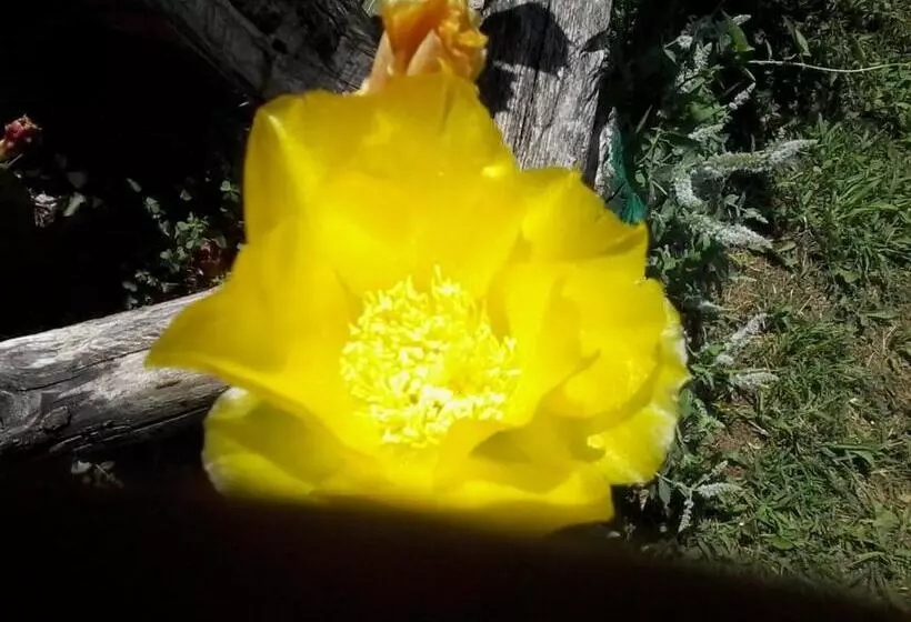 Bed and Breakfast Il Giuggiolo