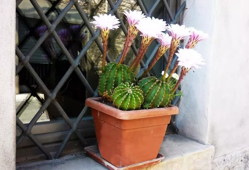 Aamiaismajoitus (B&B) Camera Con Vista