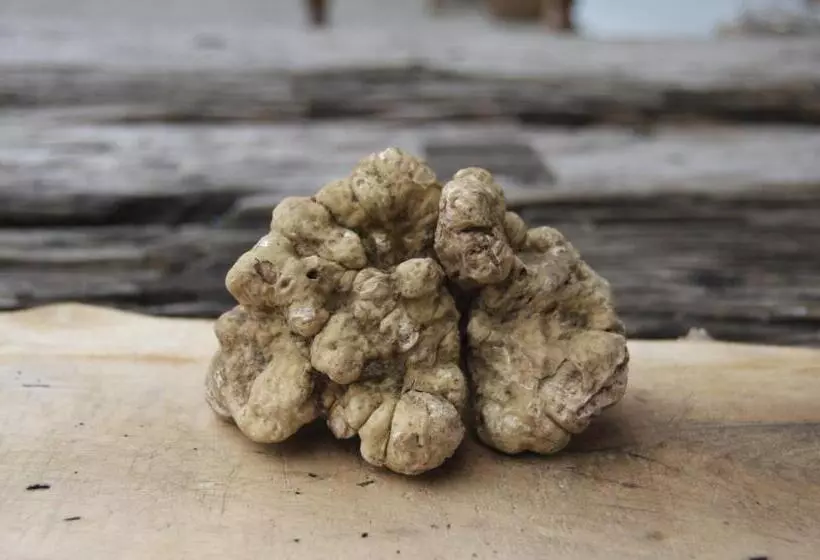 Aamiaismajoitus (B&B) Casale Osvalda