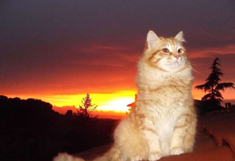 Bed and Breakfast Forum Cassii