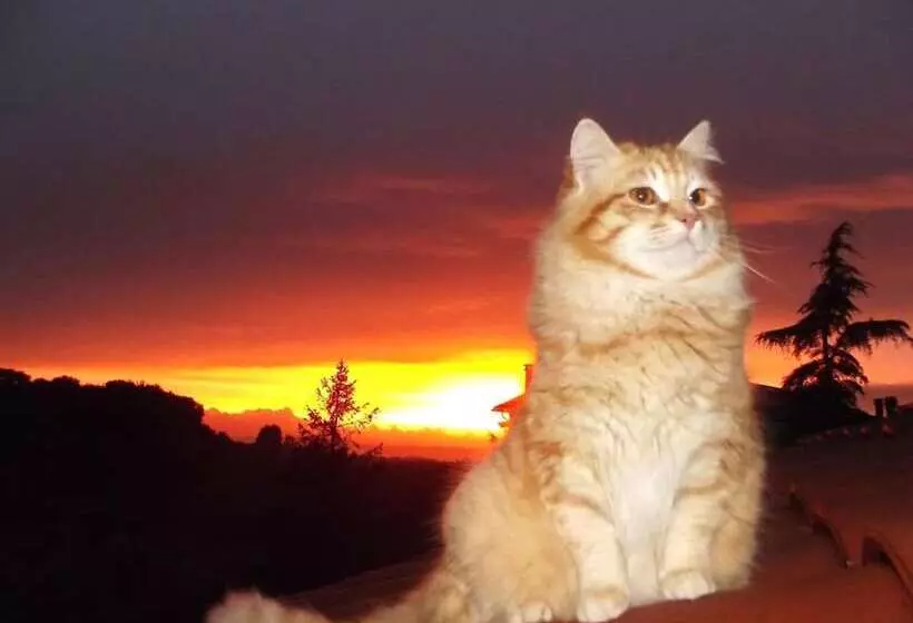 Aamiaismajoitus (B&B) Forum Cassii