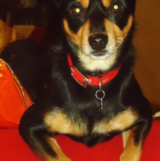 Bed and Breakfast Forum Cassii