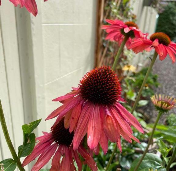 Willows Bed & Breakfast