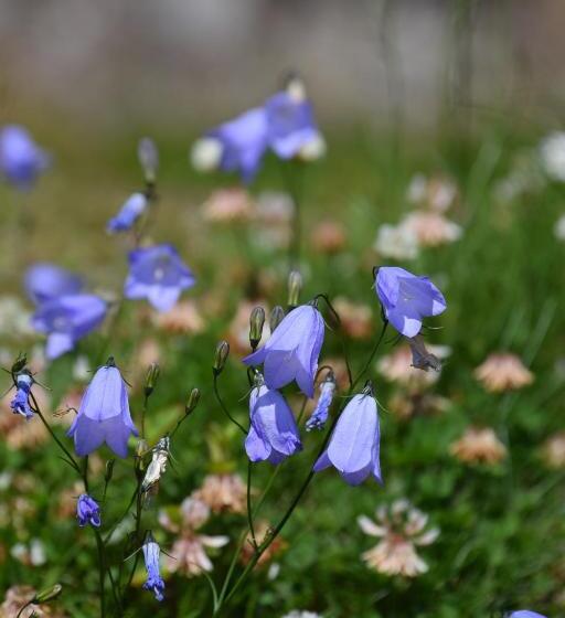 Willows Bed & Breakfast