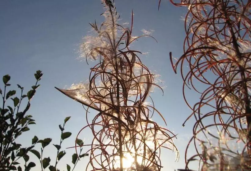 Hotelli Baita La Jolie Bergere