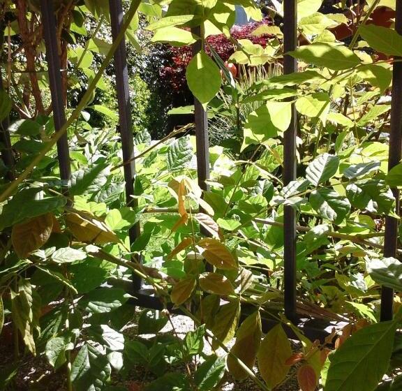 בית מלון כפרי Miramonti B&b Cucina&pizza