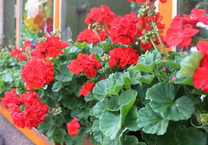 B&b Partenza Funivia