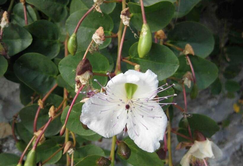 住宿加早餐  Agriturismo La Rosa Canina