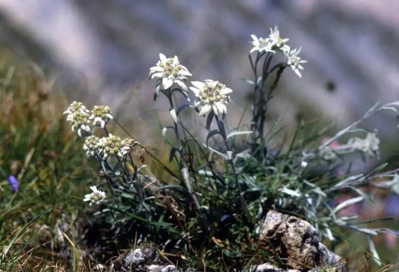 ホテル Garni Le Chalet