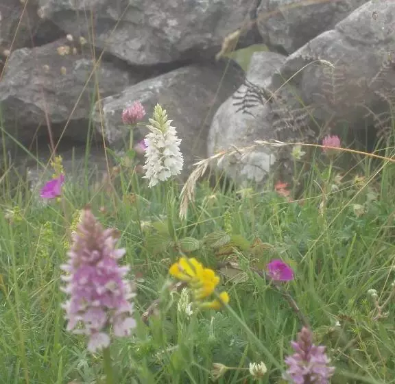 Aamiaismajoitus (B&B) Greenlawn Lodge