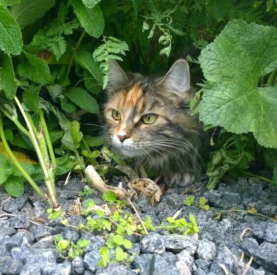 تختخواب و صبحانه Elisetorp