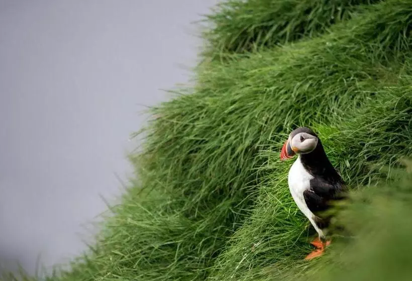 Puffin B&b