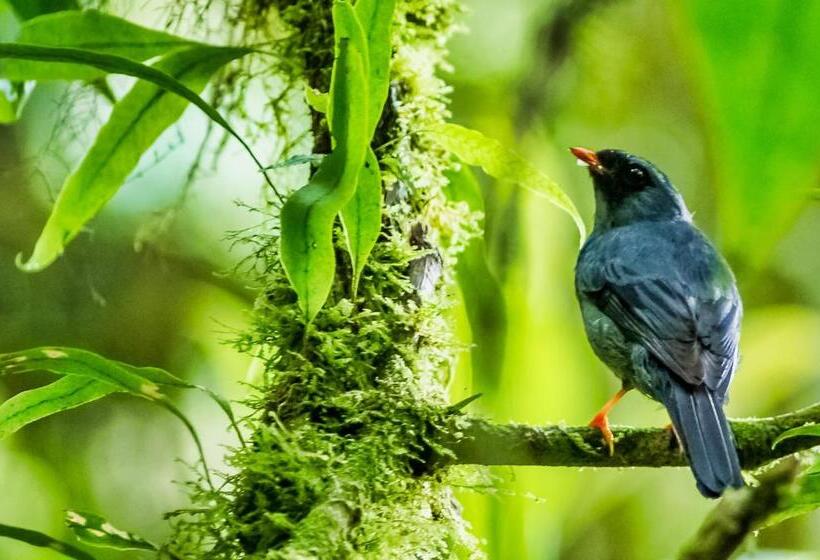 酒店 Jaguarundi Jungle Lodge   Monteverde