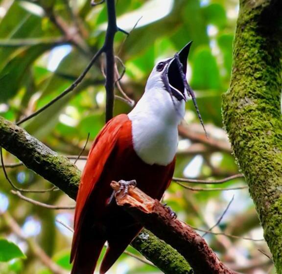 酒店 Jaguarundi Jungle Lodge   Monteverde