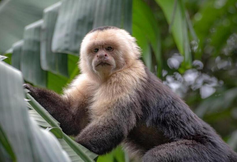 酒店 Jaguarundi Jungle Lodge   Monteverde