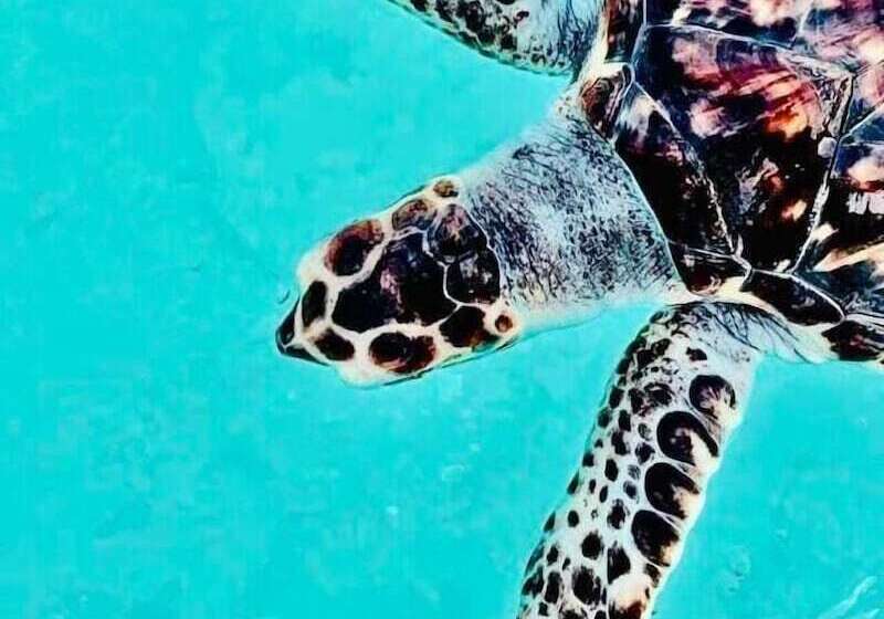 هتل Manga Soa Lodge