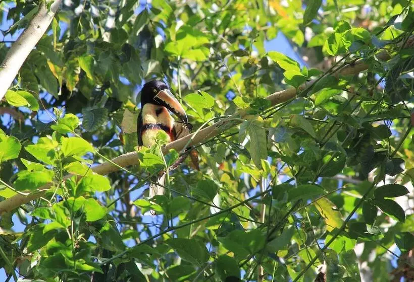 هتل Omega Tours Eco Jungle Lodge