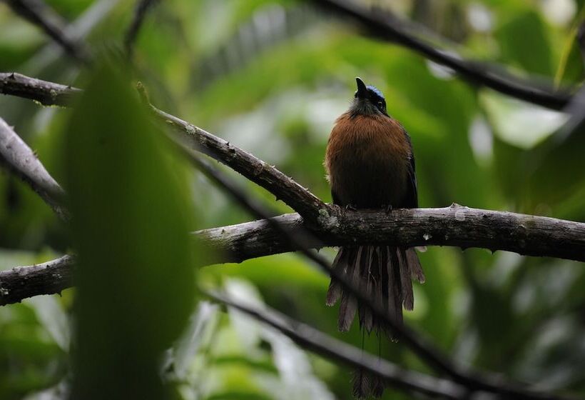 هتل Omega Tours Eco Jungle Lodge