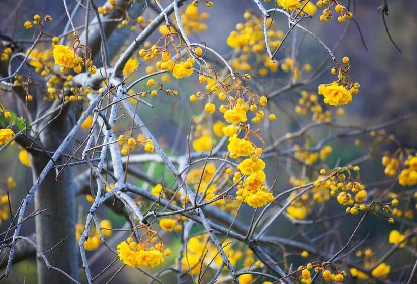 בית מלון כפרי The Series Resort Khaoyai