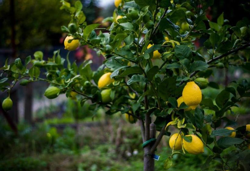 住宿加早餐 El Diplomatico Feo The Ugly Diplomat