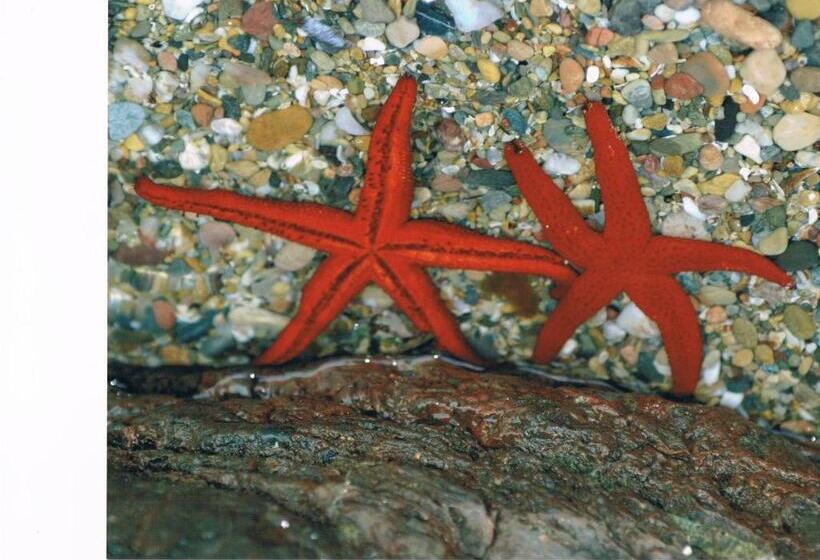 ホテル Restaurante Campomar