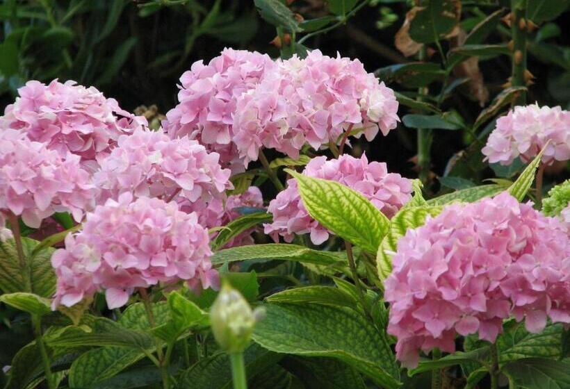 فندق Apartments And Rooms Vinko