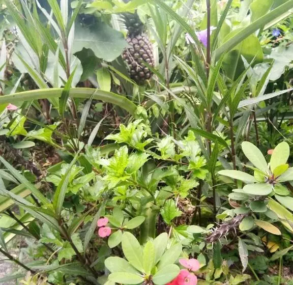 استراحتگاه 4 Seasons Mini House