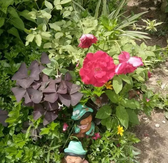استراحتگاه 4 Seasons Mini House