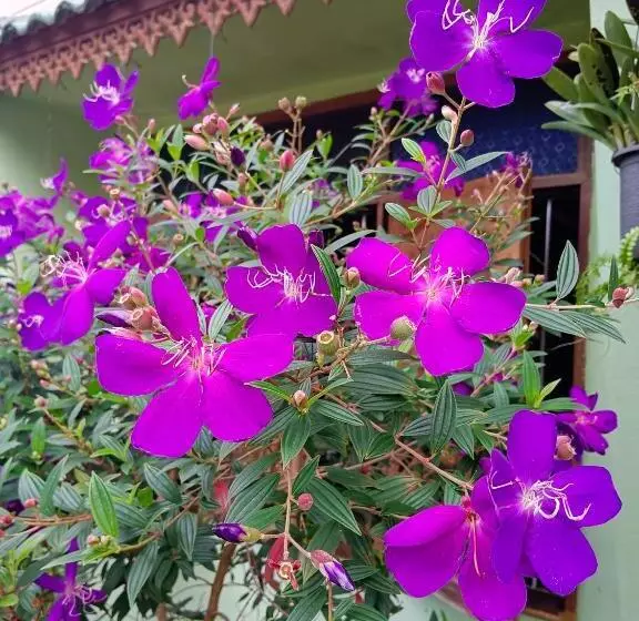 استراحتگاه 4 Seasons Mini House