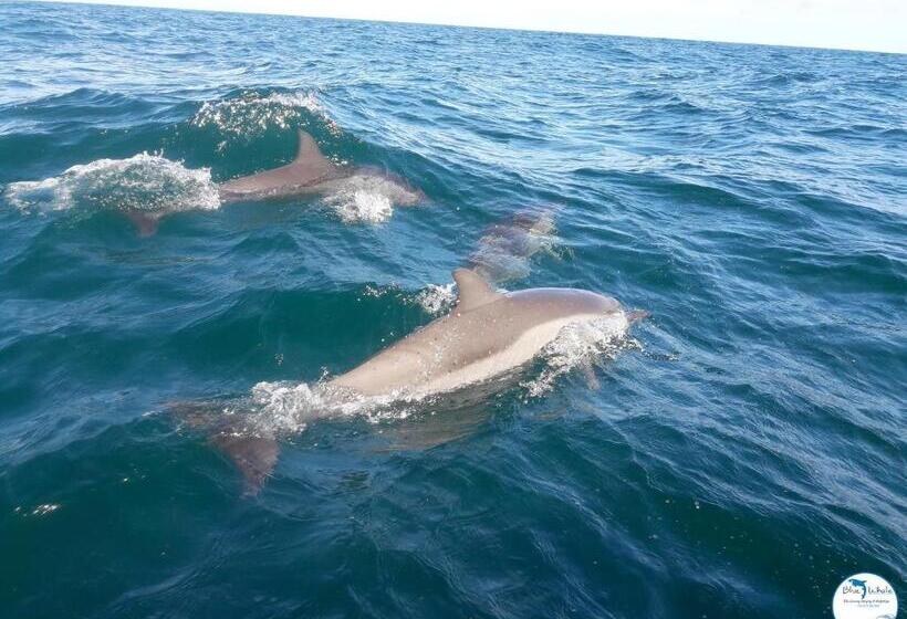 Blue Whale Resort & Kite Surfing