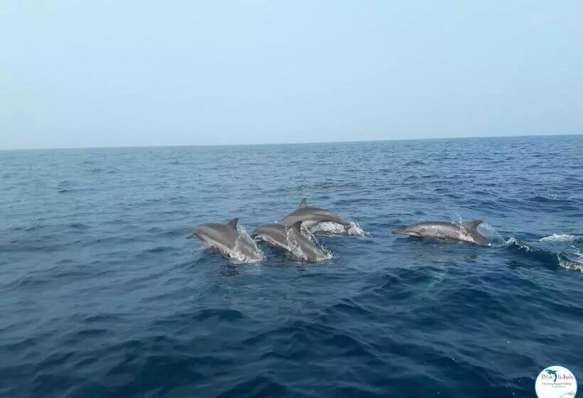 Blue Whale Resort & Kite Surfing